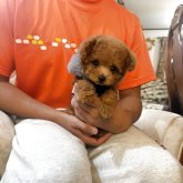 トイプードル(ティーカップ)