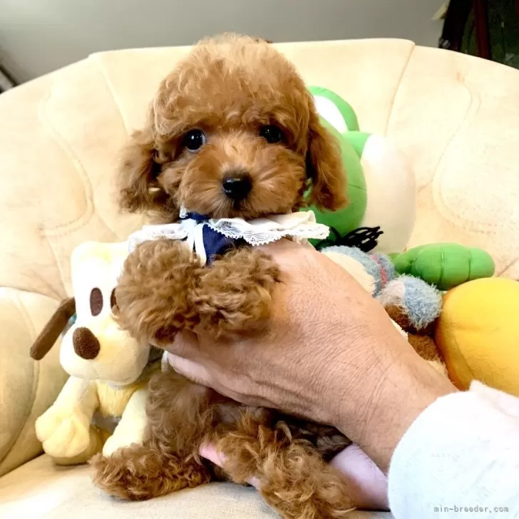 ID:2407-07339の子犬