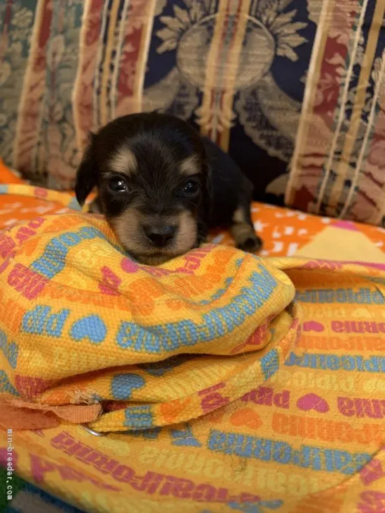 ID:2003-01907の子犬