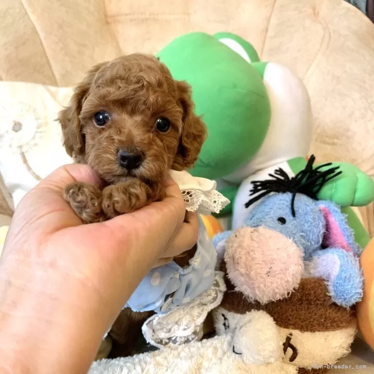 M.S 様のお迎えした子犬
