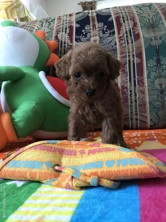 K.T 様のお迎えした子犬