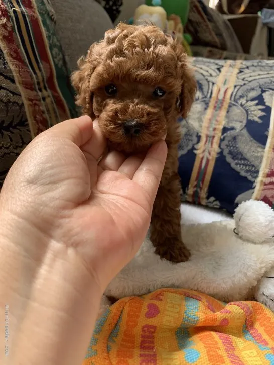 ID:2108-01474の子犬