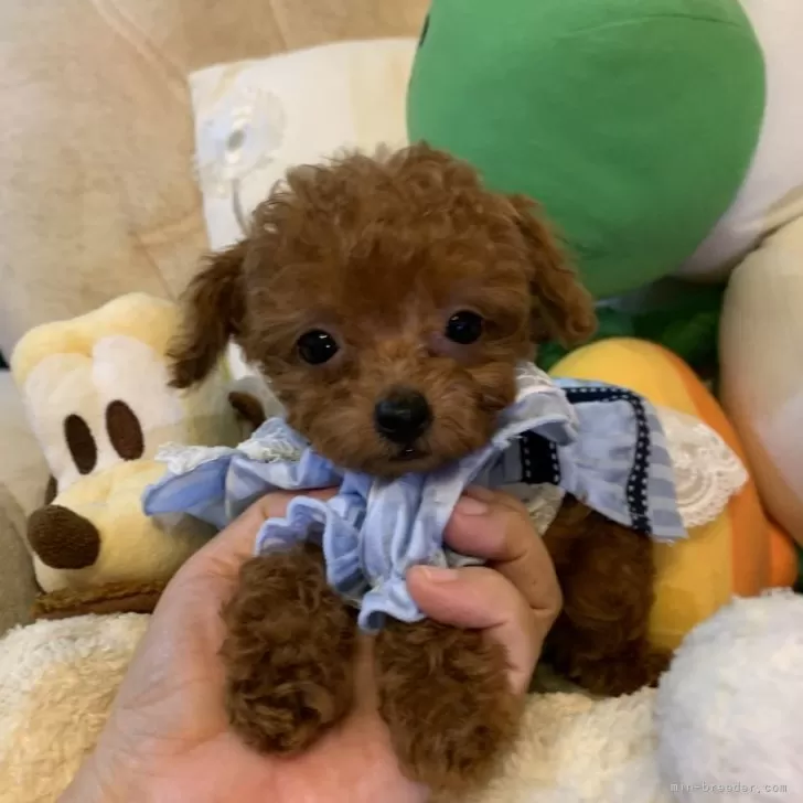 ID：2407-07358の子犬