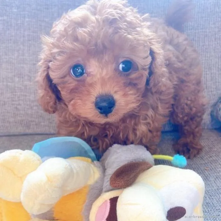 ID：2211-03206の子犬