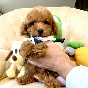 トイプードル(タイニー)【岩手県・男の子・2024年7月12日・レッド】の写真「超ハンサムパパの長男🌟流星君になれそうな僕だよ」