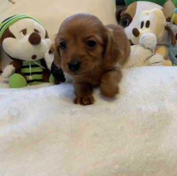 カニンヘンダックスフンド(ロング)【岩手県・女の子・2024年3月15日・レッド】の写真「美人ママハンサムパパから産まれた美人なわたし🌟」