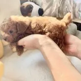 ティーカッププードル【岩手県・女の子・2023年9月15日・レッド】の写真3「ドアーフタイプのプリンセス✨マイクロかも」