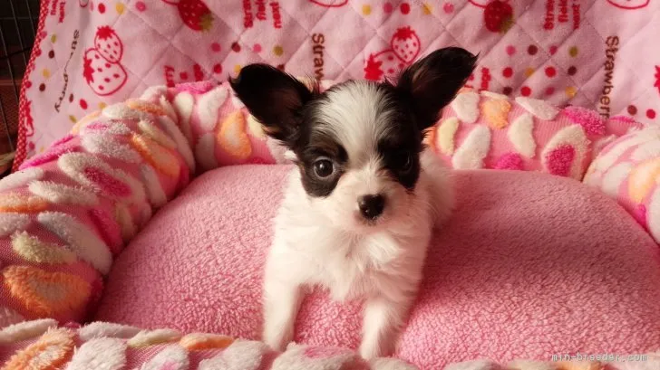 ID：1811-02292の子犬