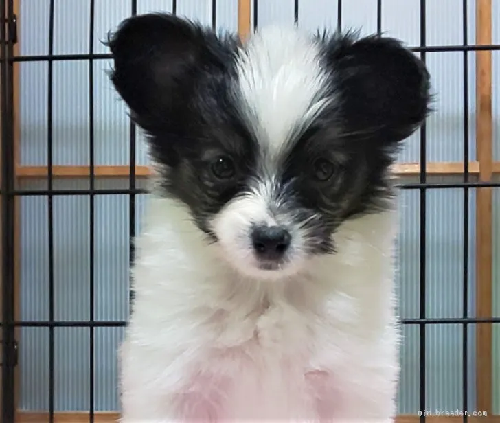 ID：2009-03330の子犬