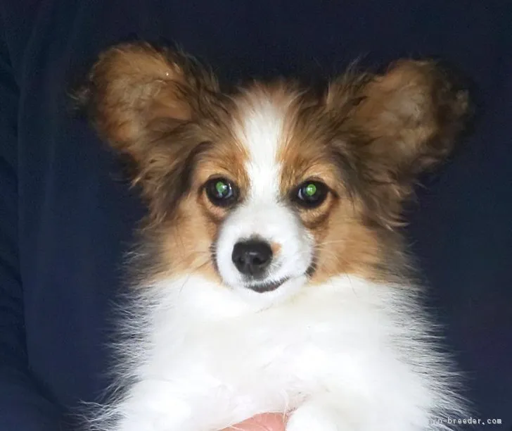 ID：1902-01012の子犬
