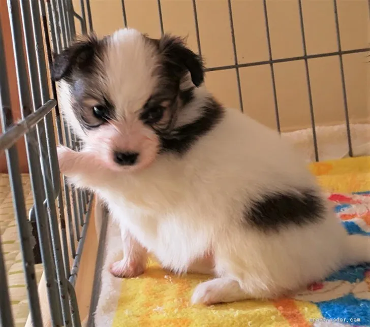 ID:2003-01684の子犬