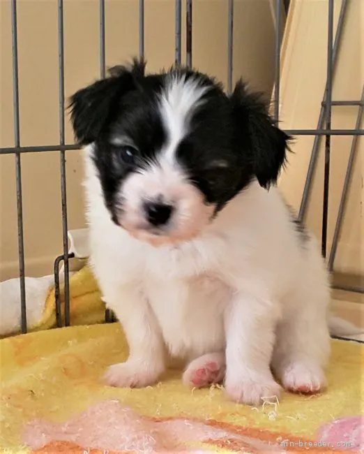 ID：2003-01682の子犬