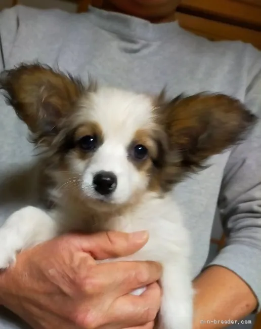 ID:2112-00901の子犬