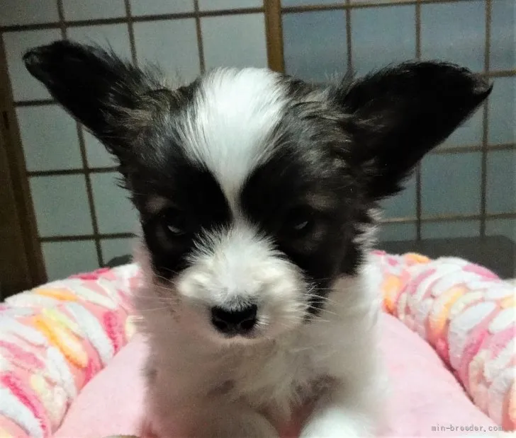 ID:2112-00900の子犬