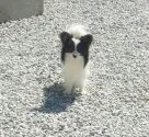 パピヨン【愛媛県・男の子・2018年5月23日・トライ】の写真5「お父さん♪」