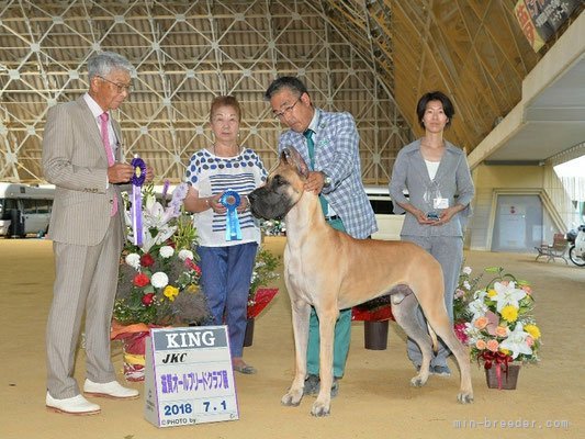 辻本　咲紀(つじもと　さき)ブリーダー(大阪府・グレートデン・JKC登録)の紹介写真10