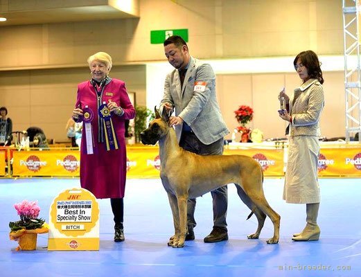 グレートデーン史上初のスーパーベストインショーを獲得！｜辻本　咲紀(つじもと　さき)ブリーダー(大阪府・グレートデン・JKC登録)の紹介写真8