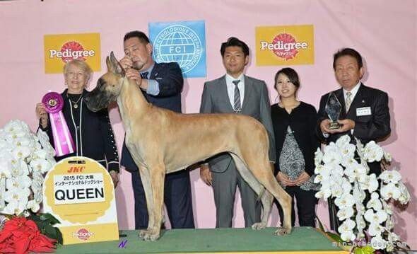 辻本　咲紀(つじもと　さき)ブリーダー(大阪府・グレートデン・JKC登録)の紹介写真9