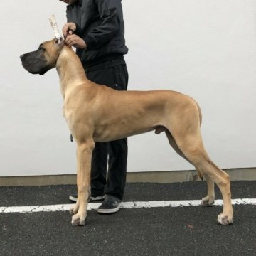グレートデン【大阪府・男の子・2017年3月21日・フォーン】の写真「アメリカグランドチャンピオン×2年連続NO.1」