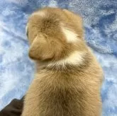 ウェルシュ・コーギー・ペンブローク【大阪府・男の子・2024年12月29日・レッド&ホワイト】の写真10