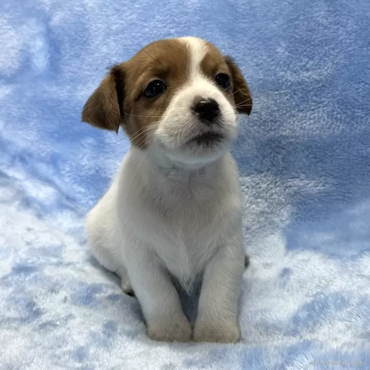 ID:2501-00173の子犬