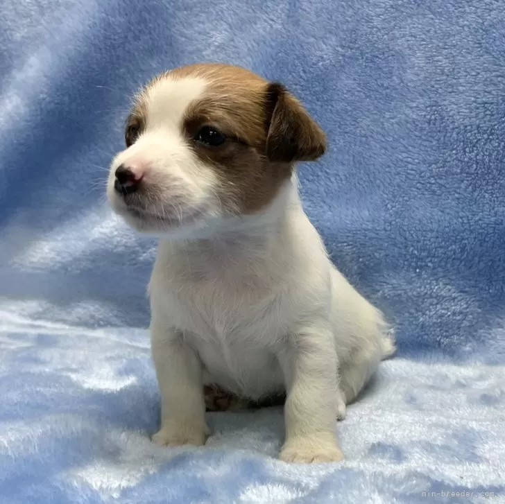 ID:2501-00170の子犬