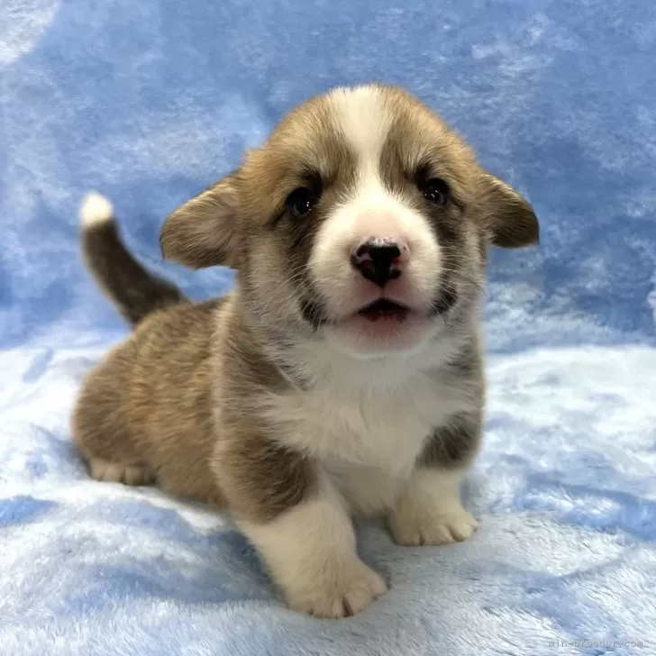 ID：2501-07441の子犬