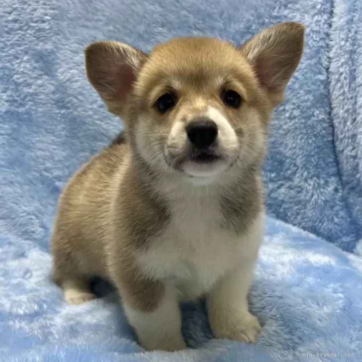 Y.T 様のお迎えした子犬