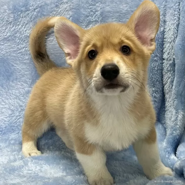 ID:2502-06746の子犬