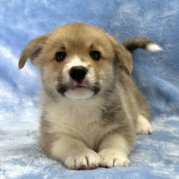 ID：2507-07185の子犬