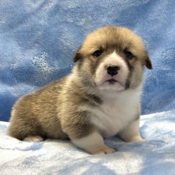 ウェルシュ・コーギー・ペンブローク【大阪府・男の子・2025年9月30日・レッド&ホワイト】の写真「可愛い男の子。」