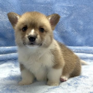 ウェルシュ・コーギー・ペンブローク【大阪府・男の子・2024年12月29日・レッド&ホワイト】の写真「可愛い男の子♪」