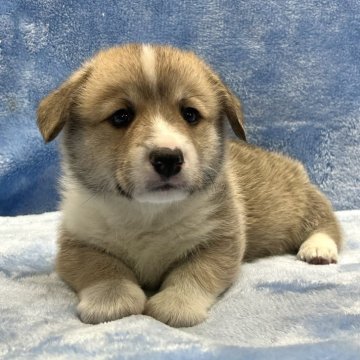 ウェルシュ・コーギー・ペンブローク【大阪府・男の子・2025年9月30日・レッド&ホワイト】の写真「可愛い男の子。」