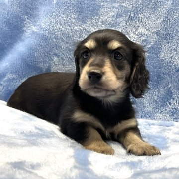 ミニチュアダックスフンド(ロング)【大阪府・女の子・2025年9月18日・ブラック&タン】の写真「優しいお顔の可愛い女の子♪」