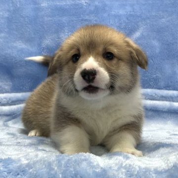 ウェルシュ・コーギー・ペンブローク【大阪府・男の子・2024年12月29日・レッド&ホワイト】の写真「可愛い男の子♪」