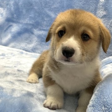 ウェルシュ・コーギー・ペンブローク【大阪府・男の子・2025年9月30日・レッド&ホワイト】の写真「可愛い男の子。」