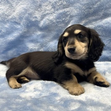 ミニチュアダックスフンド(ロング)【大阪府・女の子・2025年9月18日・ブラック&タン】の写真「優しいお顔の可愛い女の子♪」