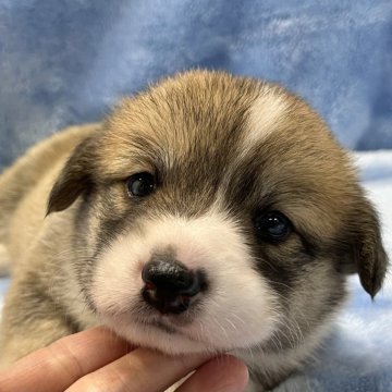 ウェルシュ・コーギー・ペンブローク【大阪府・女の子・2025年9月30日・レッド&ホワイト】の写真「可愛い女の子♪」