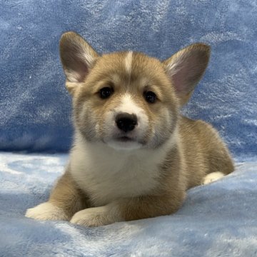 ウェルシュ・コーギー・ペンブローク【大阪府・男の子・2025年9月30日・レッド&ホワイト】の写真「可愛い男の子。」