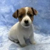 ジャックラッセルテリア【大阪府・女の子・2024年12月11日・タン&ホワイト】の写真3