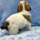 ジャックラッセルテリア【大阪府・女の子・2024年12月11日・タン&ホワイト】の写真7