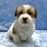 ジャックラッセルテリア【大阪府・女の子・2024年12月11日・タン&ホワイト】の写真2