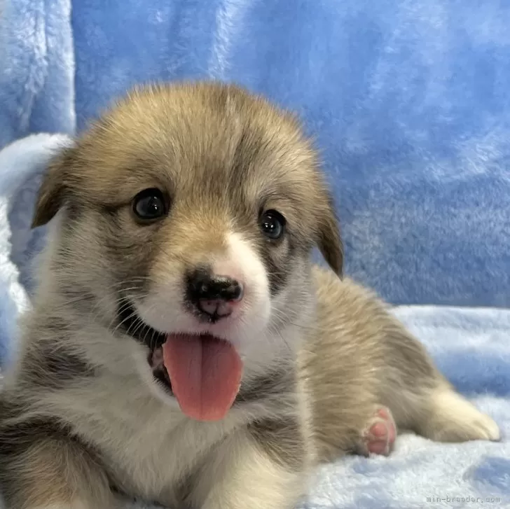 ID:2408-02501の子犬