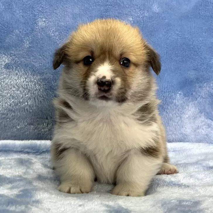 ID：2402-04769の子犬