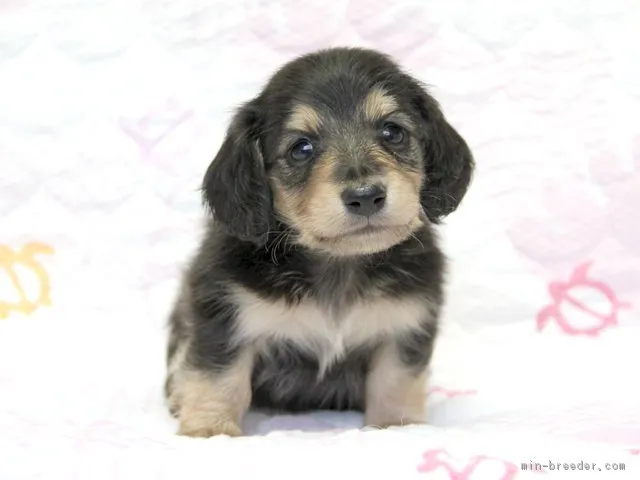ID:1605-00435の子犬