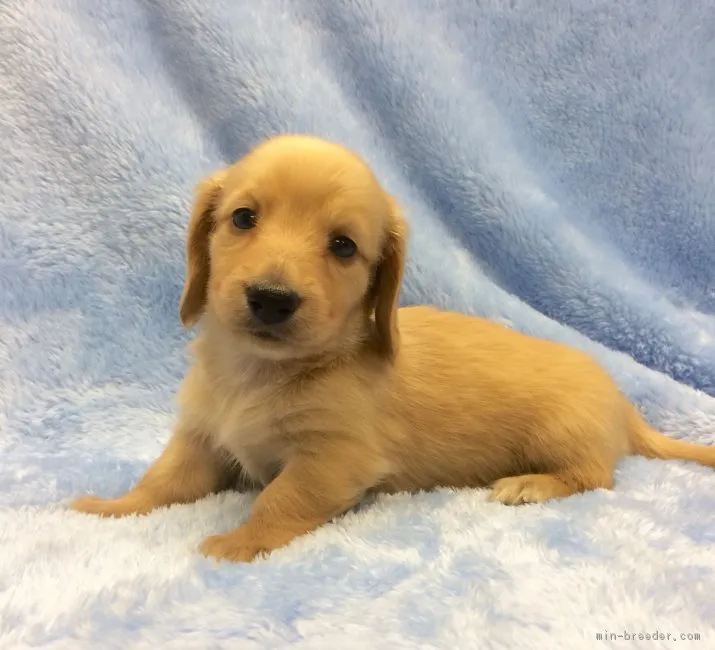ID：1707-02649の子犬