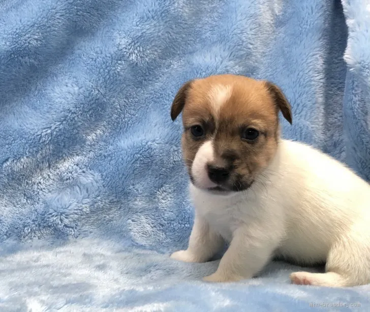 ID:2012-01942の子犬