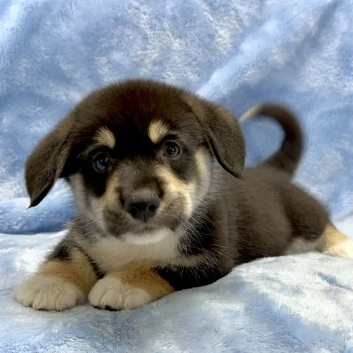 ID:2309-06606の子犬