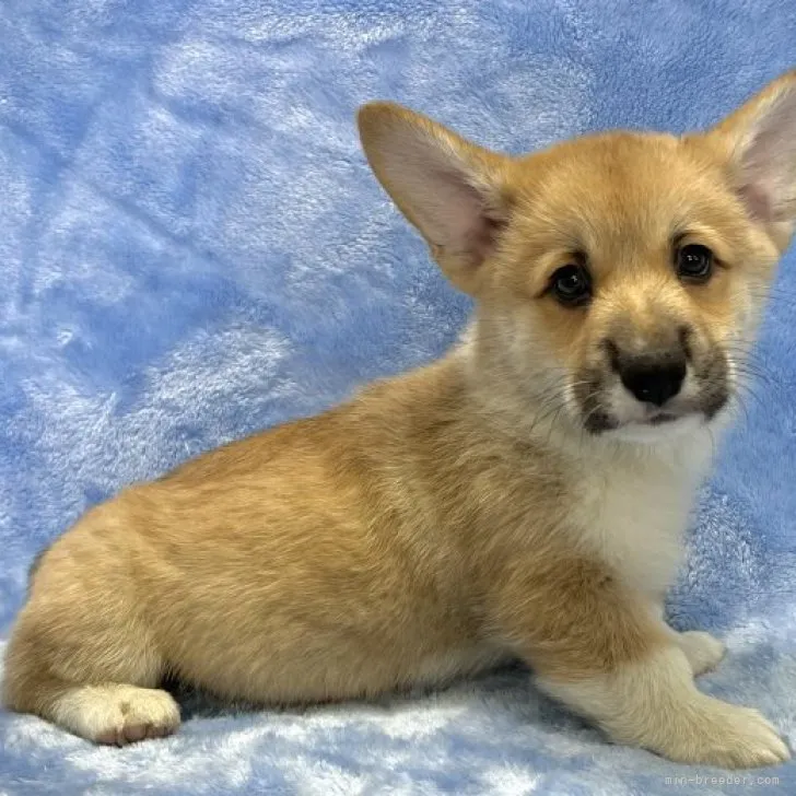 S.I 様のお迎えした子犬