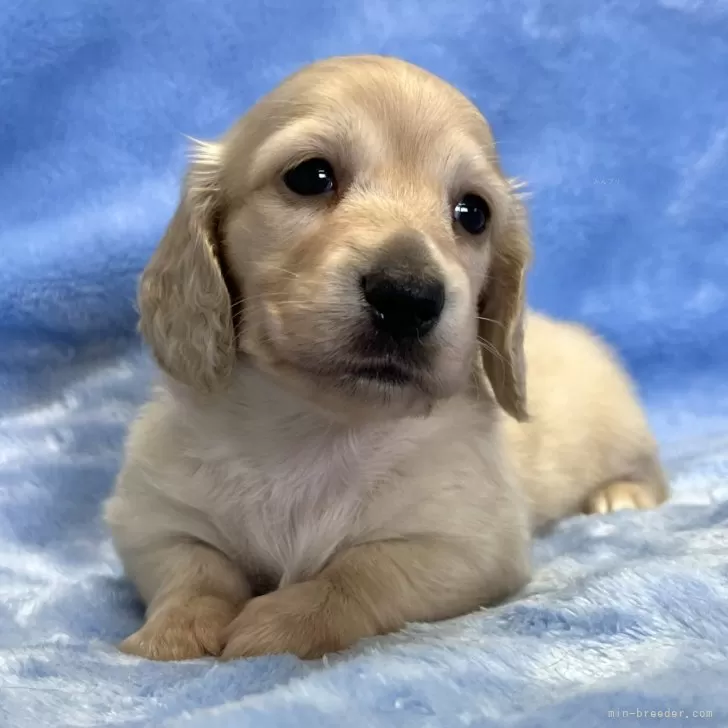 ID：2410-07101の子犬